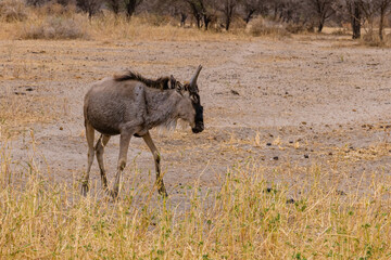 Wildebeest (Connochaetes) at the Serengeti national park, Tanzania. Great migration. Wildlife photo