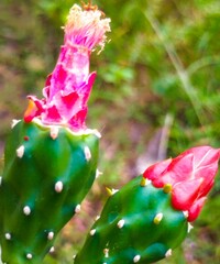 Cactus flower (Opuntia Cochenillifera), red flower
