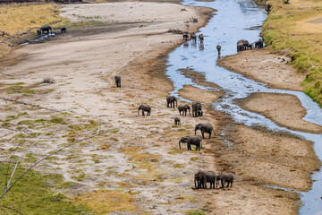 African elephants (Loxodonta) at the Serengeti national park, Tanzania. Wildlife photo