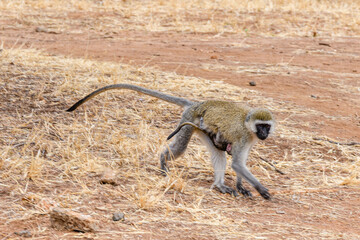 Vervet monkey female with her kid (Chlorocebus pygerythrus) at the Serengeti national park, Tanzania