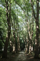 Cathédrale du vert 3