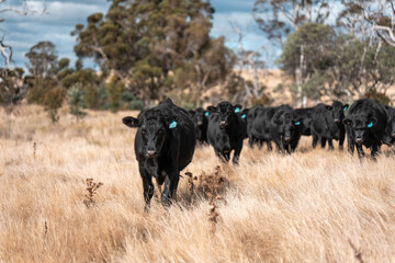 livestock in a meadow, sustainable carbon neutral farming being practiced. regenerative raised cows in a field. agricultural technology innovation in australia
