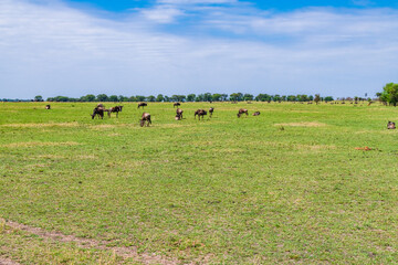 Wildebeests (Connochaetes) at the Serengeti national park, Tanzania. Great migration. Wildlife photo