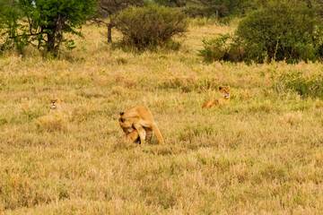Lion (Panthera leo) resting in a grass. Serengeti national park, Tanzania