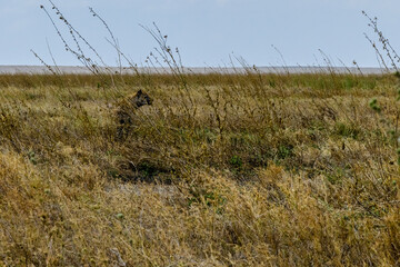 Spotted hyena or laughing hyena (Crocuta crocuta) hunting at the Serengeti national park, Tanzania. Wildlife photo