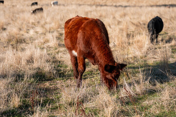 livestock in a meadow, sustainable carbon neutral farming being practiced. regenerative raised cows in a field. agricultural technology innovation in australia