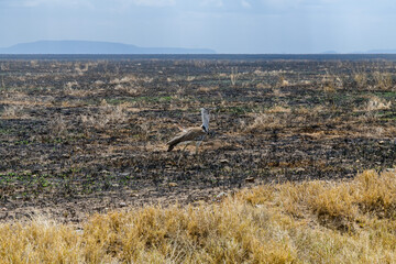 Kori bustard (Ardeotis kori) at the Serengeti national park, Tanzania. Wildlife photo