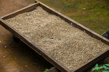 Heap of the raw coffee beans in sieve