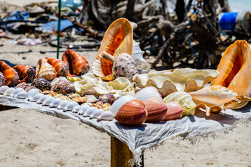 Many seashells for sale at the beach at Zanzibar, Tanzania