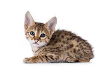Cute baby Savannah cat kitten, laying down side ways. Looking towards with kitten blue eyes....