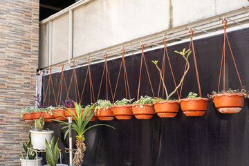 A row of orange hanging pots with ornamental plants arranged neatly against a black wall, creating...