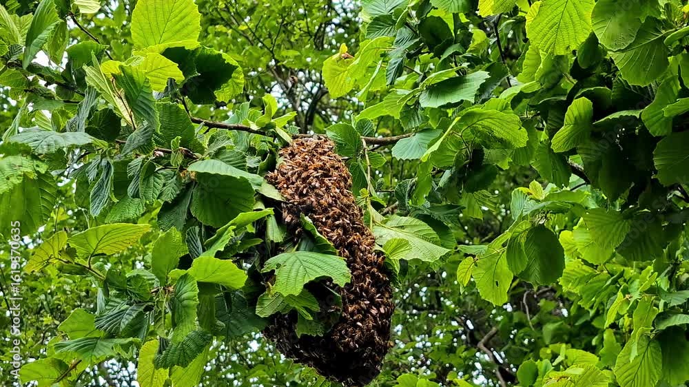 Poster a swarm of bees hanging from the branches of a tree.