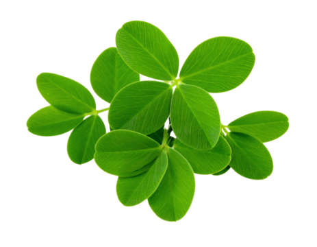 Green plant of alfalfa isolated on white background