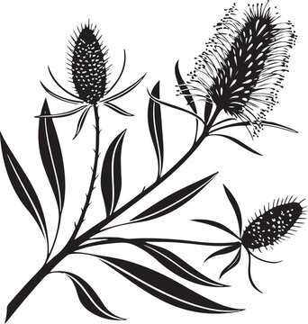 Detailed bottlebrush spiky spring flower silhouette illustration isolated on transparent background