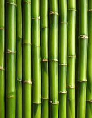Close-up of vibrant green bamboo stalks (1)