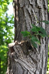 Young Shoot Growing from Old Tree Trunk