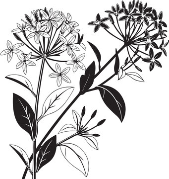 Elegant ixora exotic bloom floral silhouette vector art isolated on transparent background