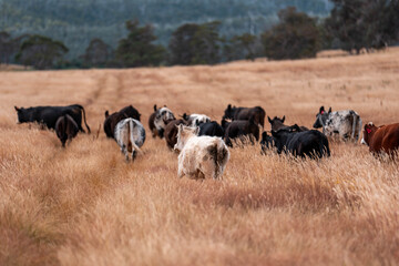 livestock in a meadow, sustainable carbon neutral farming being practiced. regenerative raised cows in a field. agricultural technology innovation in australia