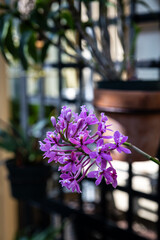 Purple Petals
