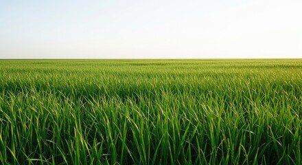 Fototapeta premium Expansive green meadow stretches towards a clear horizon under a bright sky, evoking natural beauty and tranquility for agricultural or environmental themes.