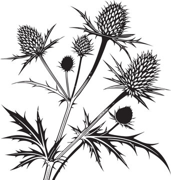 Elegant sea holly spiky spring flower silhouette with delicate petals isolated on transparent background