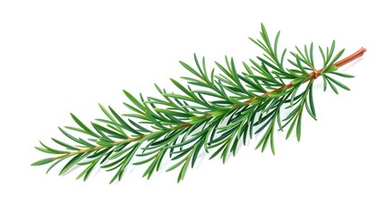fresh and vibrant rosemary sprig, showcasing lush green needles and a slender stem