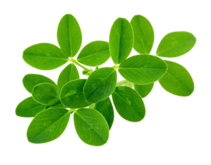 Green plant of alfalfa isolated on white background