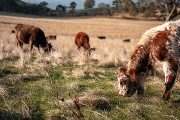 Fototapeta premium livestock in a meadow, sustainable carbon neutral farming being practiced. regenerative raised cows in a field. agricultural technology innovation in australia