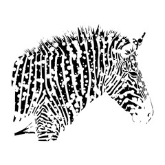 Fototapeta premium Zebra isolated on white background
