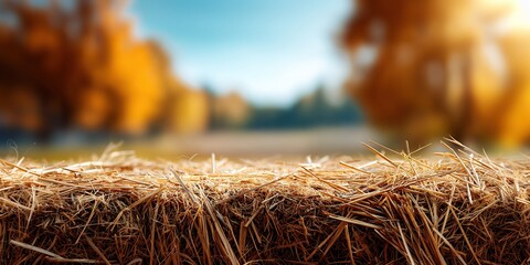 Surface golden hay bale against blurred autumn trees and blue sky. Rural atmosphere, background for harvest themes, for displaying farming products, thanksgiving banner