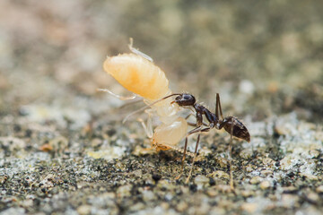 Black ant carrying termite on ground in natural habitat