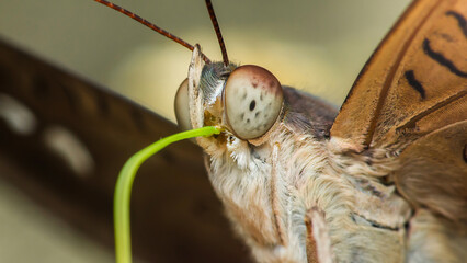 Butterfly feeding: extreme close-up of insect enjoying nectar