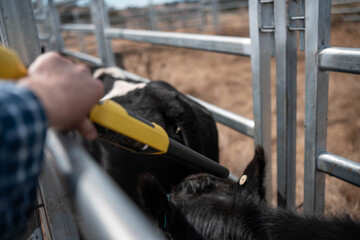scanning cow tag in a cattle yards nlis tag scan with a wand on a farm with livestock in summer