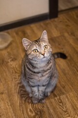 Adorable Tabby Cat Sitting on Wooden Floor Looking Upward with Curious Expression, Pet Portrait.