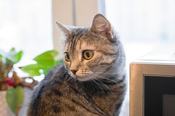 Attentive Tabby Cat with Striking Eyes Observes its Surroundings, Indoor Domestic Scene.