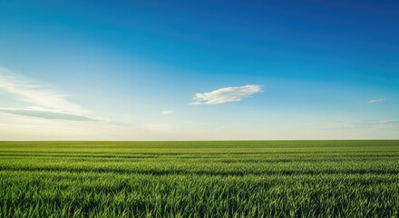 Obraz premium Vast green field stretches under a clear blue sky with wispy clouds, evoking peace and natural beauty.