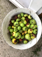 Abundant crop of green apples collected in a bucket