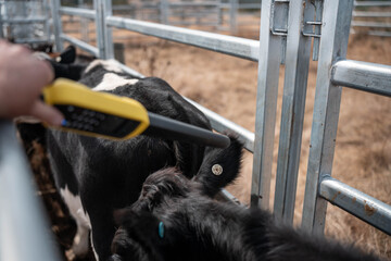 scanning cow tag in a cattle yards nlis tag scan with a wand on a farm with livestock in summer
