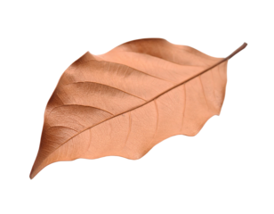 a piece of dry brown leaf isolated on white background