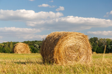 Hay rolls in a golden field