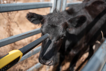 scanning cow tag in a cattle yards nlis tag scan with a wand on a farm with livestock in summer