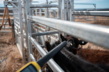 scanning cow tag in a cattle yards nlis tag scan with a wand on a farm with livestock in summer