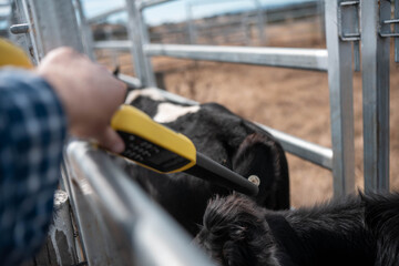 scanning cow tag in a cattle yards nlis tag scan with a wand on a farm with livestock in summer