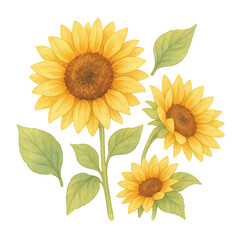 Naklejka premium Isolate transparent watercolor sunflowers with golden glow PNG for rustic floral decor – watercolor sunflowers with golden glow PNG die-cut for advertising