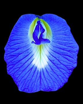 Single Blue Clitoria Ternatea Flower Isolated on Black Background &ndash; High-Resolution Butterfly Pea Blossom blue Clitoria ternatea flower, also known as butterfly pea or Asian pigeonwings