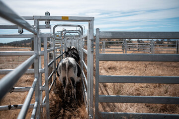 female australian farmer working in stock yards with a herd of cows, Hardworking Farmer Monitoring...