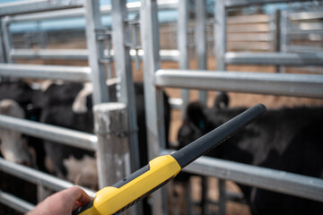 scanning cow tag in a cattle yards nlis tag scan with a wand on a farm with livestock in summer
