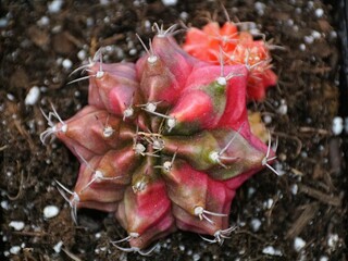Closeup of a vibrant Gymnocalycium mihanovichii cactus, showcasing its striking pink and muted green hues.