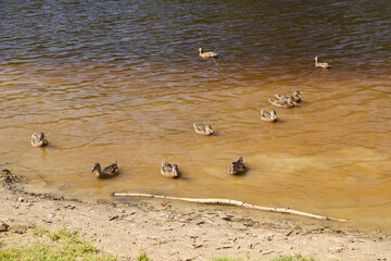 A group of ducks swims peacefully in calm waters during a lovely daytime setting