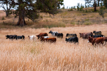 livestock in a meadow, sustainable carbon neutral farming being practiced. regenerative raised cows in a field. agricultural technology innovation in australia